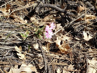 Phlox amabilis, photographed by Elizabeth LaGro