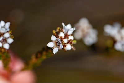 Euchaetis glabra, photographed by magriet b
