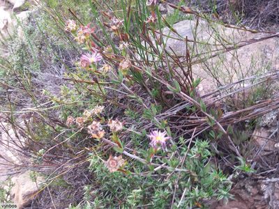Erepsia bracteata, photographed by Chris Vynbos