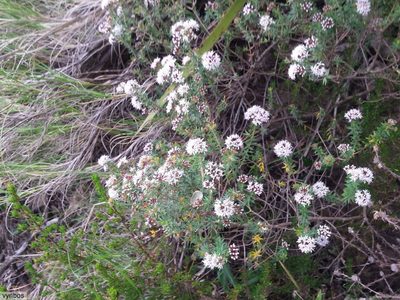 Agathosma lanceolata, photographed by Chris Vynbos