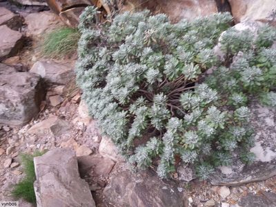Euryops pectinatus, photographed by Chris Vynbos