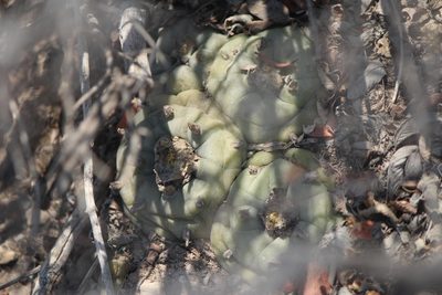Lophophora diffusa, photographed by José Belem Hernández Díaz