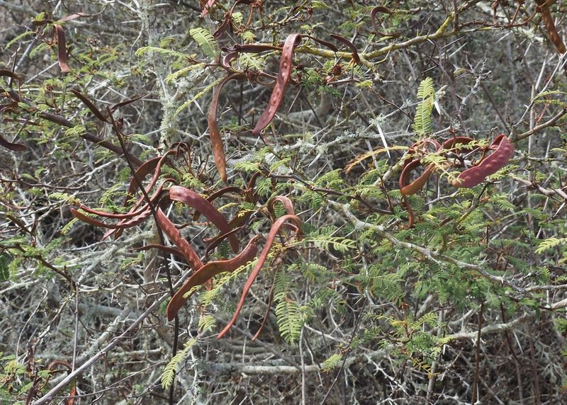 Vachellia rorudiana, photographed by John G. Phillips