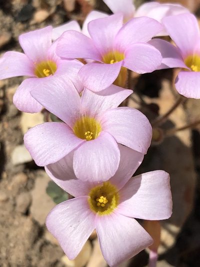 Oxalis attaquana, photographed by Dave U