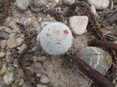 Mammillaria lasiacantha, photographed by Jose Antonio Aranda Pineda