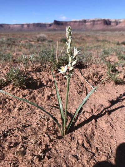 Eremocrinum albomarginatum, photographed by Robbie Hannawacker