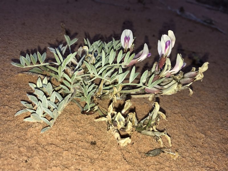 Astragalus piscator, photographed by Robbie Hannawacker