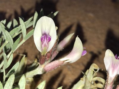 Astragalus piscator, photographed by Robbie Hannawacker