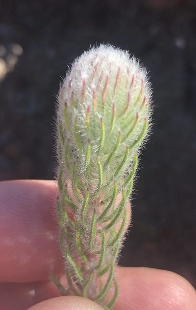 Phylica meyeri, photographed by Dave U