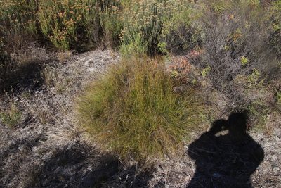 Tetraria crinifolia, photographed by Tony Rebelo