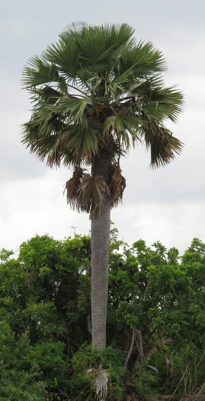 Borassus aethiopum, photographed by Adam Kranz