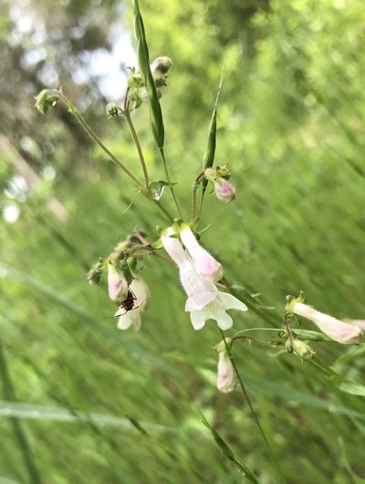 Penstemon arkansanus, photographed by Miranda Kohout