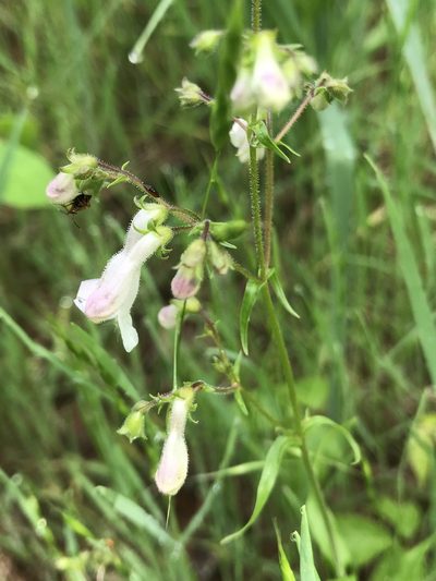 Penstemon arkansanus, photographed by Miranda Kohout