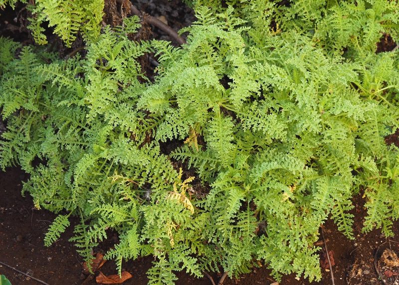 Scalesia helleri, photographed by John G. Phillips