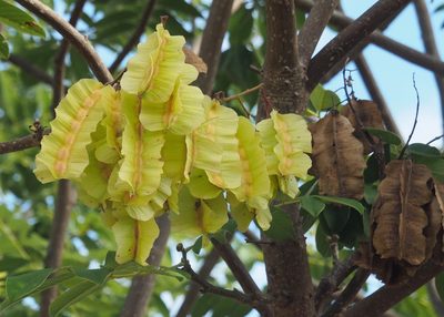 Piscidia carthagenensis, photographed by John G. Phillips