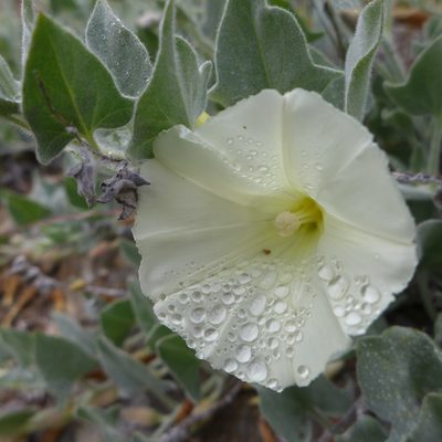 Calystegia malacophylla, photographed by John Hibbard