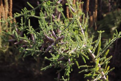 Melaleuca densa, photographed by Tony Rebelo