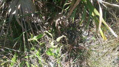 Smilax havanensis, photographed by juniem