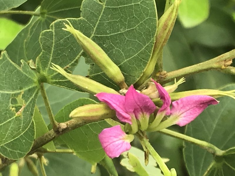 Bauhinia macranthera, photographed by Adriana Nelly Correa Sandoval