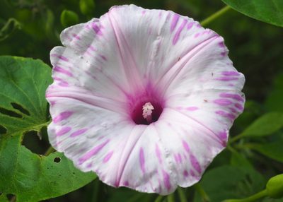 Stictocardia tiliifolia, photographed by John G. Phillips