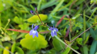 Lobelia feayana, photographed by Erin Lalime