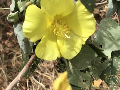 Gossypium tomentosum, photographed by Sonny Gamponia