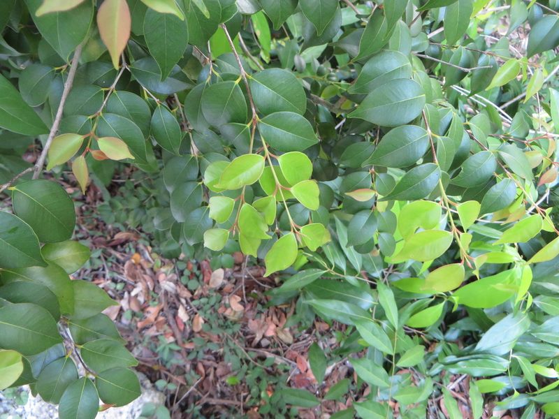 Eugenia confusa, photographed by Ben Machado