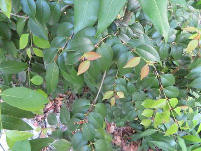 Eugenia confusa, photographed by Ben Machado