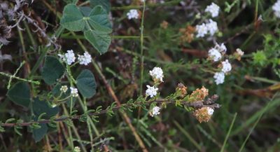 Selago levynsiae, photographed by Tony Rebelo