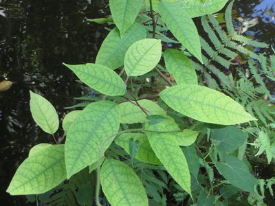 Trichostigma octandrum, photographed by Ben Machado