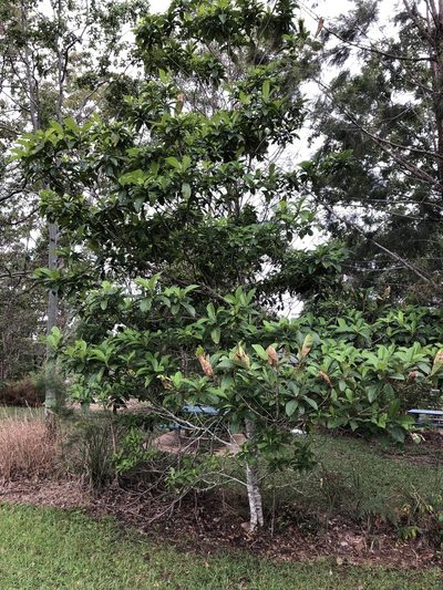 Alstonia muelleriana, photographed by elawrey