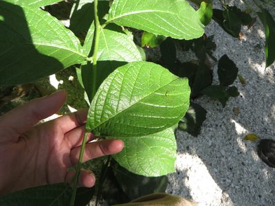 Heliotropium verdcourtii, photographed by Ben Machado