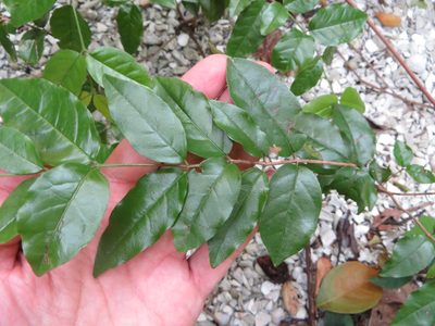 Krugiodendron ferreum, photographed by Ben Machado