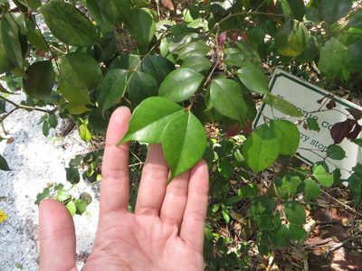 Eugenia confusa, photographed by Ben Machado