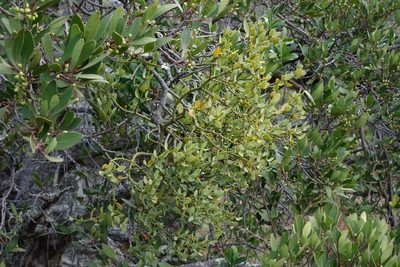 Viscum pauciflorum, photographed by John Barkla