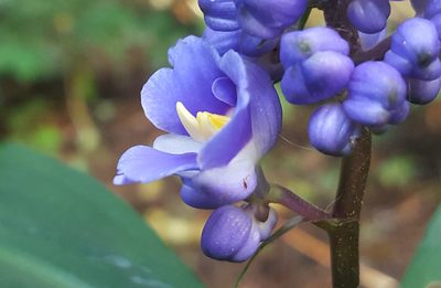 Dichorisandra thyrsiflora, photographed by alessandradalia