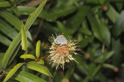 Cephalanthus salicifolius, photographed by Juan Cruzado Cortés