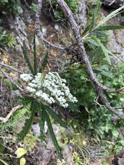 Lyonothamnus floribundus, photographed by Sula Vanderplank