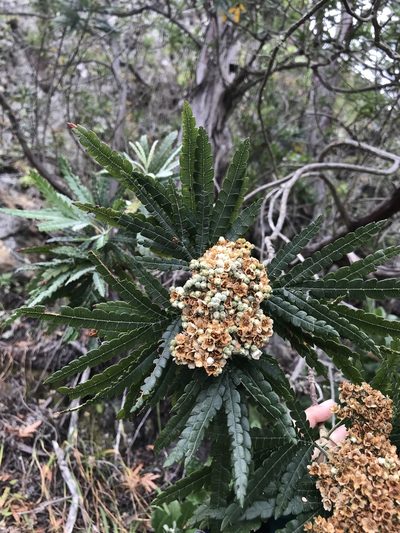 Lyonothamnus floribundus, photographed by Sula Vanderplank