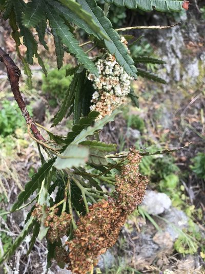 Lyonothamnus floribundus, photographed by Sula Vanderplank