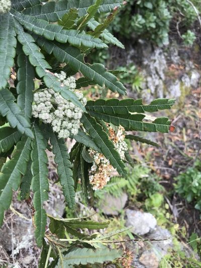 Lyonothamnus floribundus, photographed by Sula Vanderplank