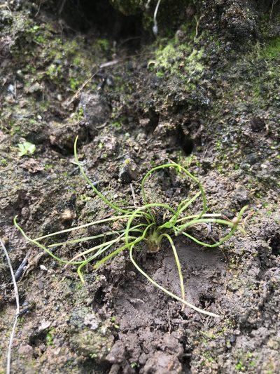 Isoetes orcuttii, photographed by Sula Vanderplank