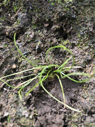 Isoetes orcuttii, photographed by Sula Vanderplank