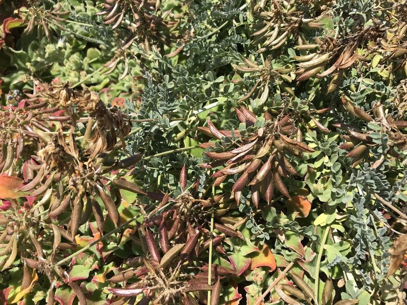 Astragalus nevinii, photographed by Sula Vanderplank