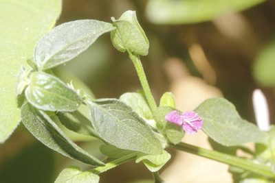 Dicliptera resupinata, photographed by Juan Cruzado Cortés