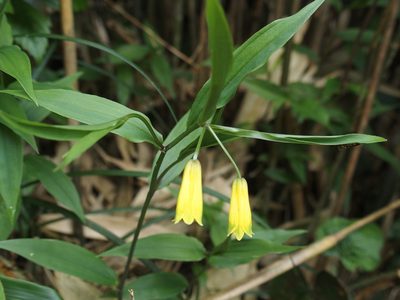 Disporum shimadae, photographed by Jerome Ko