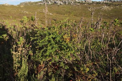 Melaleuca hypericifolia, photographed by Tony Rebelo