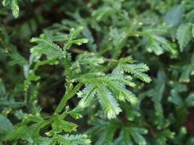 Selaginella doederleinii, photographed by Jerome Ko