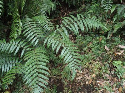 Gymnosphaera podophylla, photographed by Jerome Ko