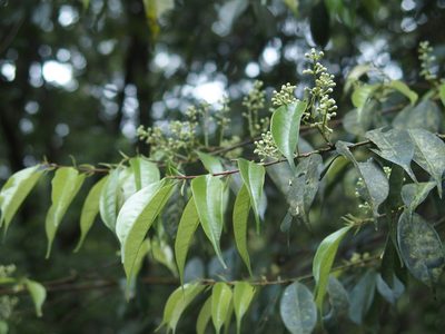 Prunus phaeosticta, photographed by Jerome Ko
